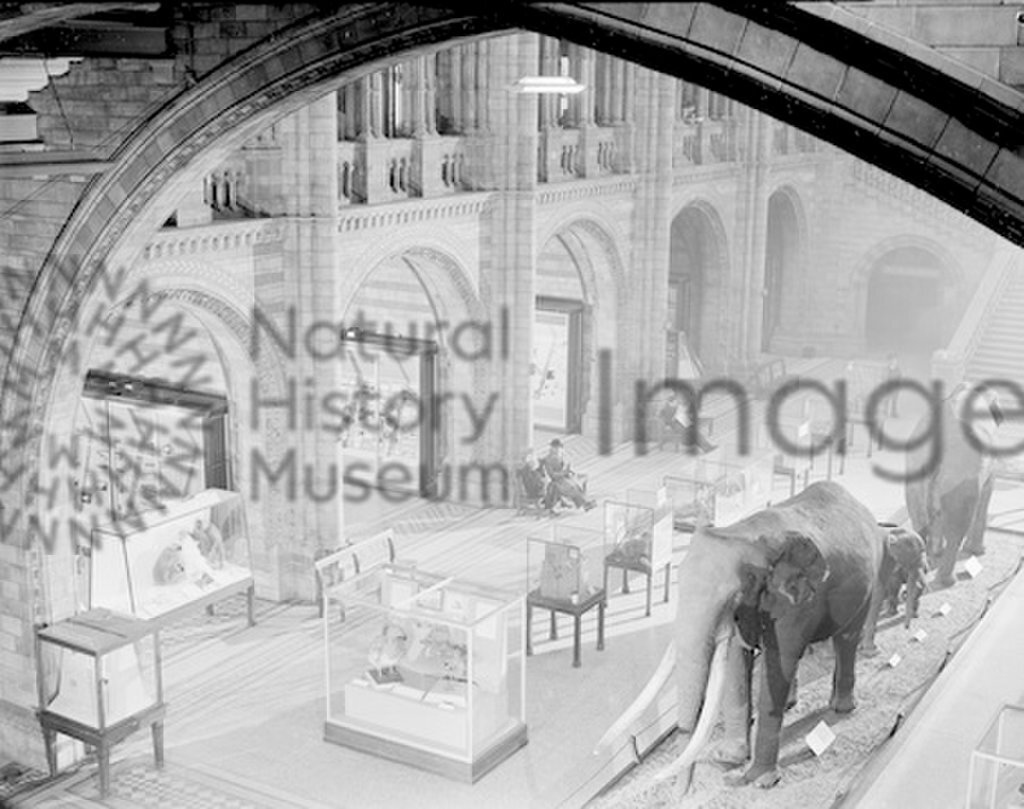 nhm-images