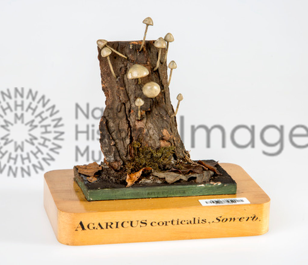 A model of a small fungus which typically grows on bark.
Originally given as Agaricus corticalis. The fungus is now known as Mycena corticola. 
Model made by English naturalist James Sowerby (1757-1822