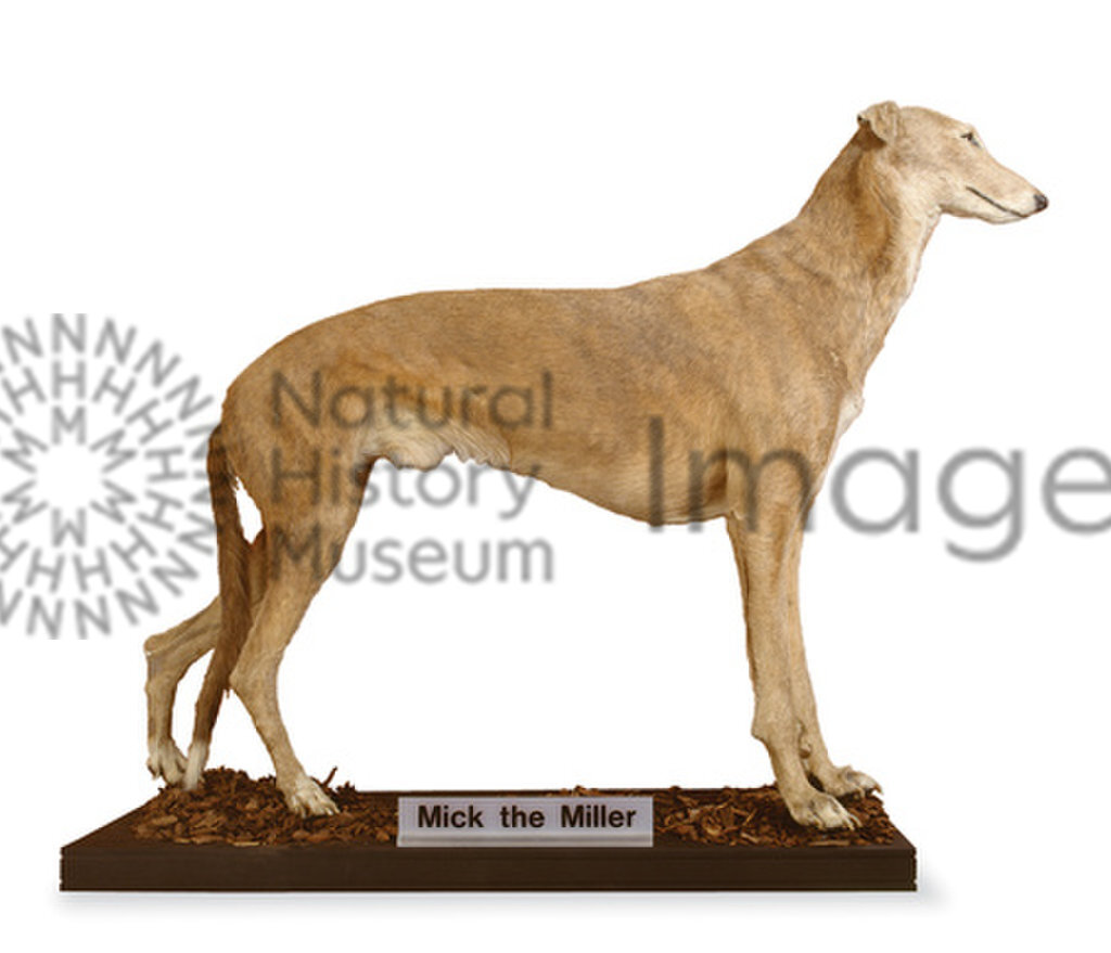 Mick the Miller, the famous racing greyhound. Specimen on display at the Natural History Museum at Tring, part of the Natural History Museum, London.