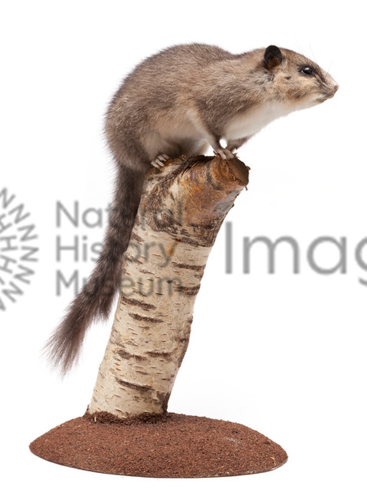 A specimen of a large European dormouse