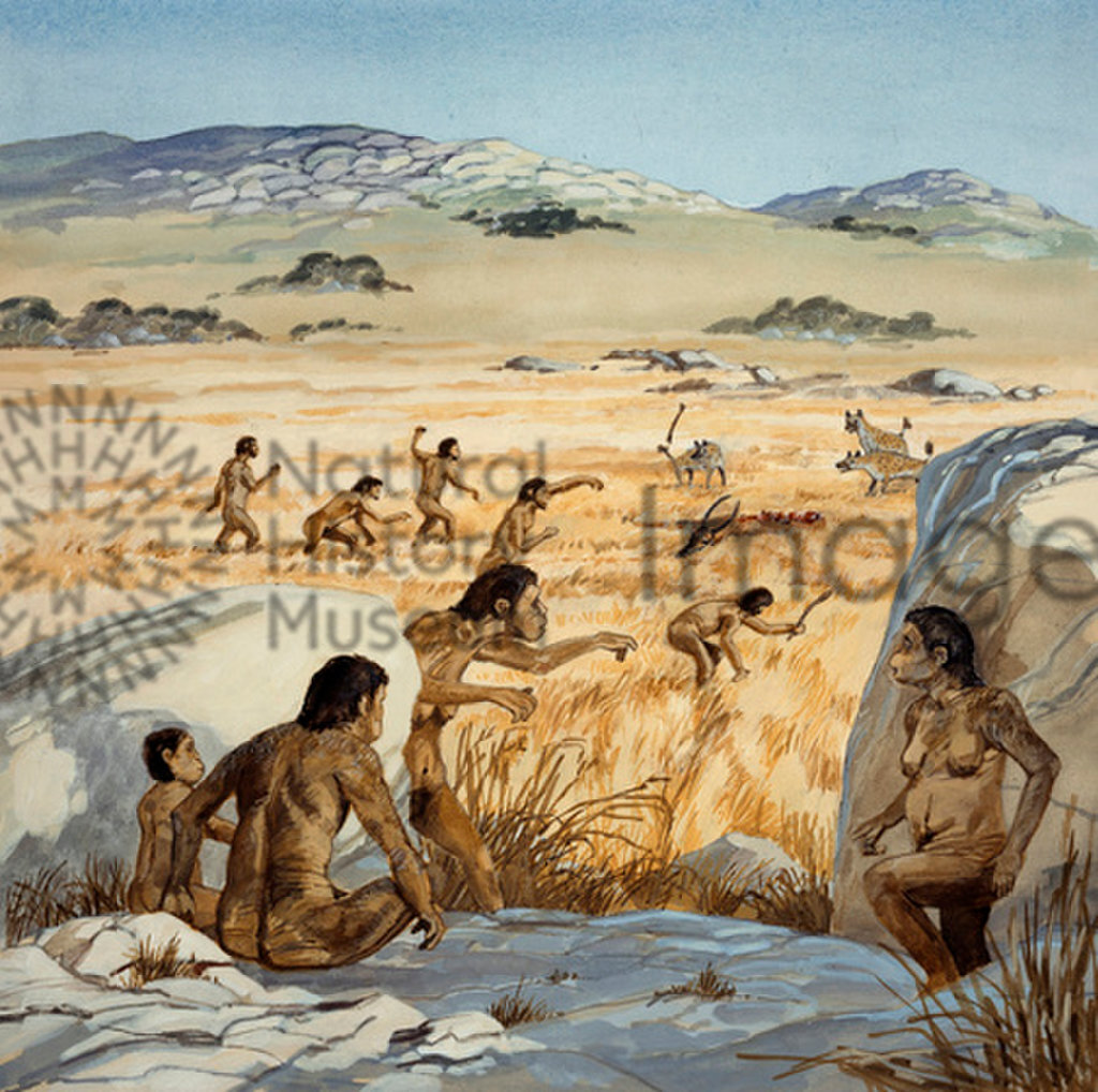 An illustration showing a Homo habilis scene: After watching hyenas kill an antelope, the Homo habis would chase them away and steal the kill for themselves. Homo habilis lived in East Africa betwwn 1.6 and 2 m y a.