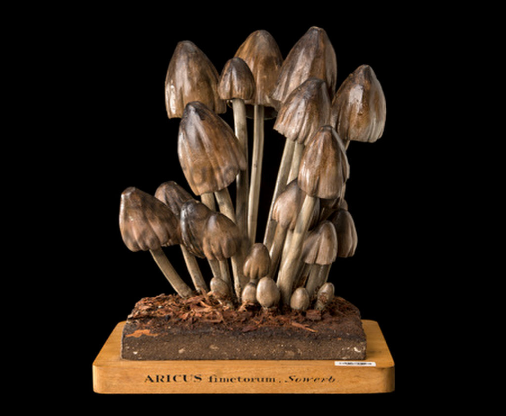 Given as Agaricus fimetorum. Fungi is now known as Coprinopsis atramentaria
Created by English naturalist James Sowerby (1757-1822)
