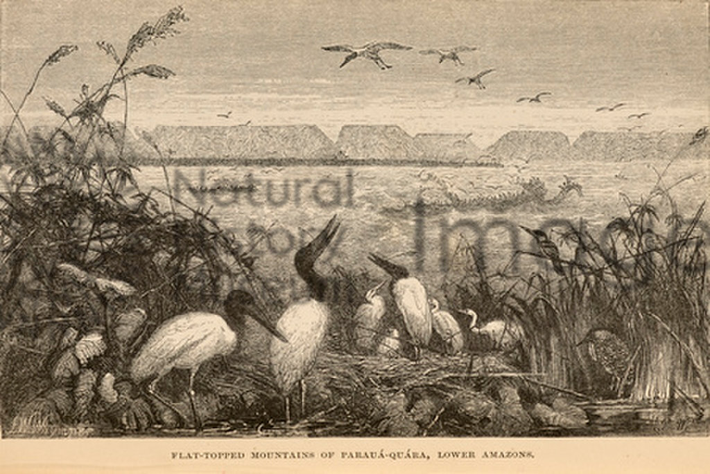 The Naturalist on the River Amazons
Henry Walter Bates
Volume one
1863