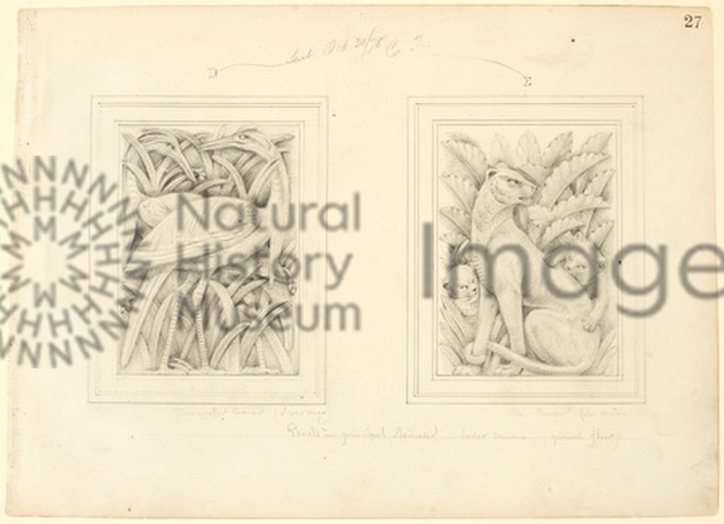 Designs for interior decorations of the Natural History Museum, London
Panels in Principal Staircase
Alfred Waterhouse
Pencil Drawing
30th October 1978