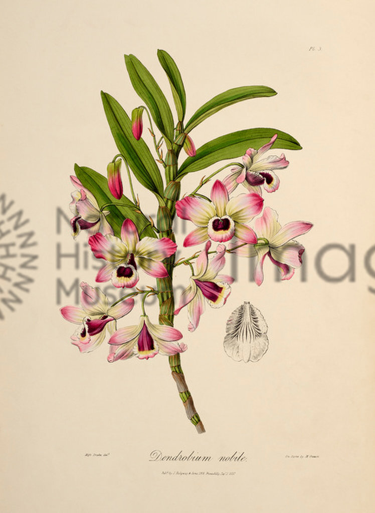 Plate III (3)
Sertum Orchidaceum: A Wreath of the Most Beautiful Orchidaceous Flowers
John Lindley
1838