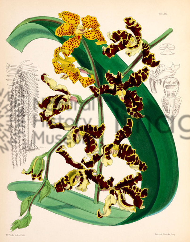 Plate 161
A Second Century of Orchidaceous Plants
Edited by James Bateman
1867