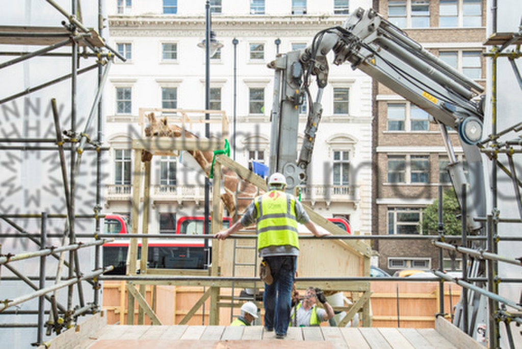 Giraffe move to Hintze Hall