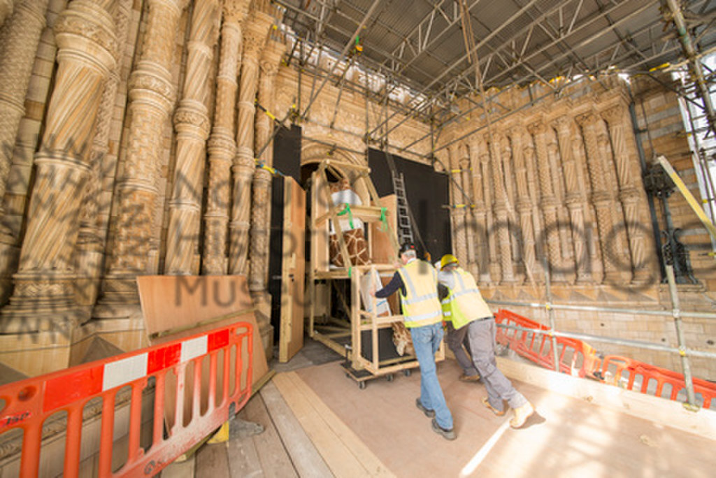 Giraffe move to Hintze Hall