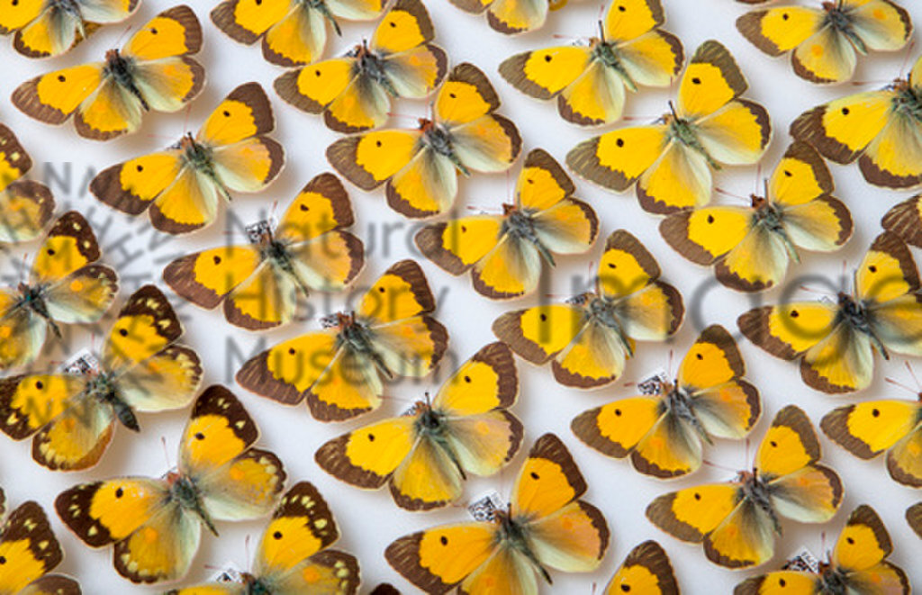 Drawer of pinned butterflies
