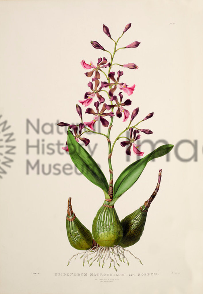 The Orchidaceae of Mexico and Guataemala
James Bateman
