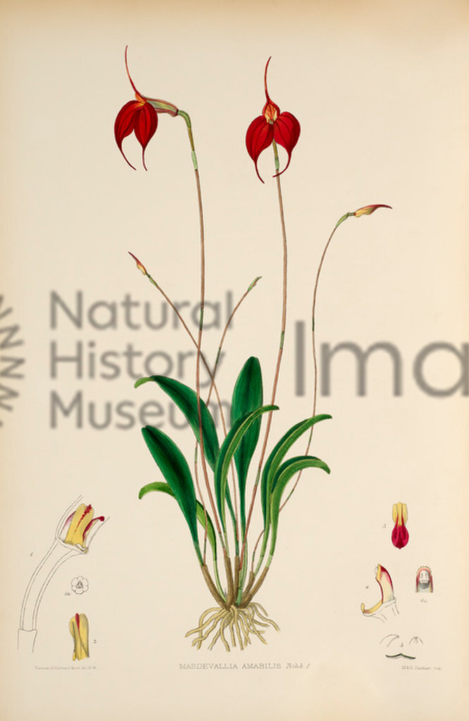 The Genus Masdevallia
Miss Florence H. Woolward
1896