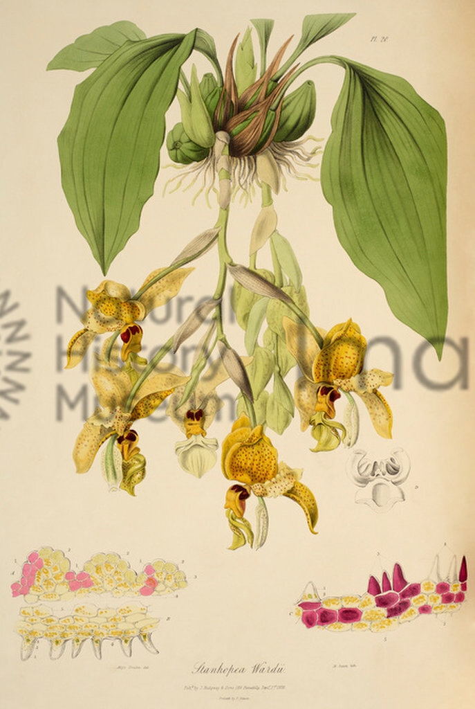 Plate XX (20)
Sertum Orchidaceum: A Wreath of the Most Beautiful Orchidaceous Flowers
John Lindley
1838
