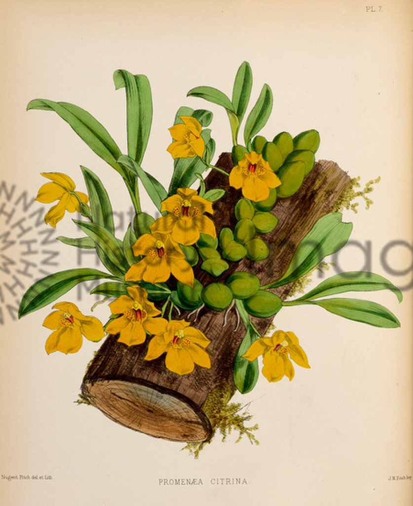 Plate 7
The Orchid Album
Coloured figures and descriptions of new, rare, and beautiful Orchidaceous Plants
Volume I
Robert Warner, Benjamin Samuel Williams and Thomas Moore
1882