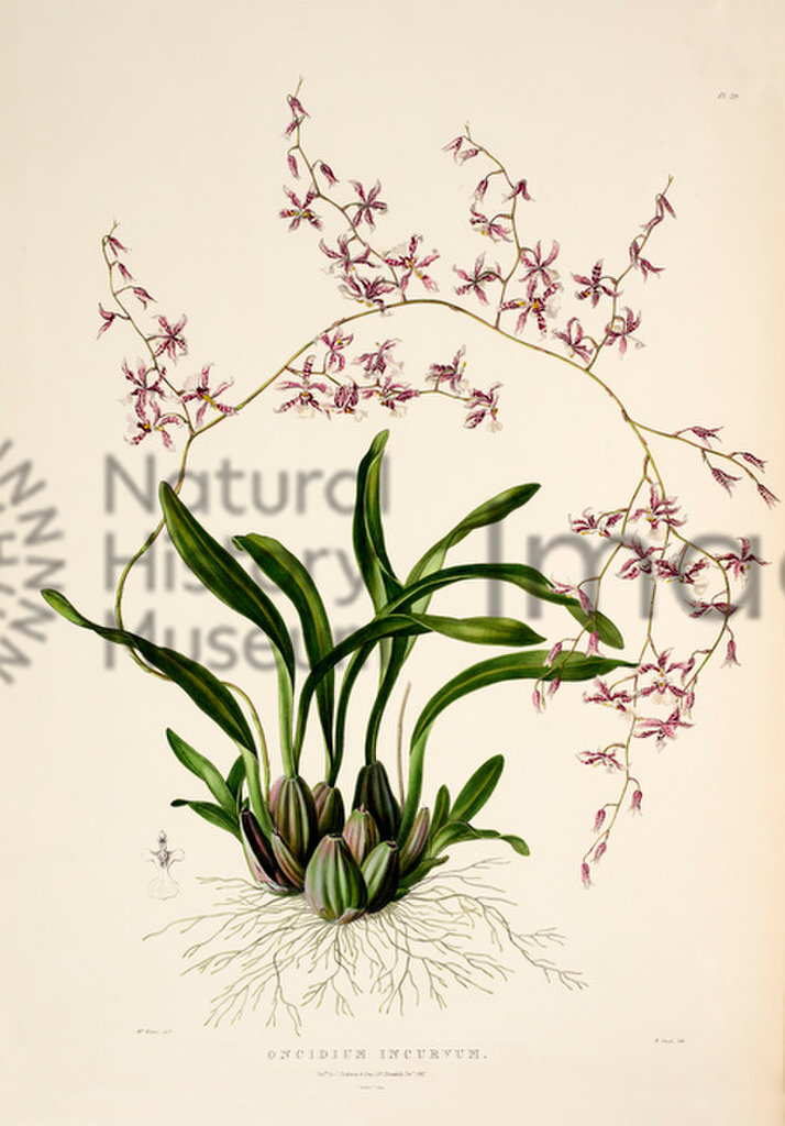 Plate 29
The Orchidaceae of Mexico and Guataemala
James Bateman