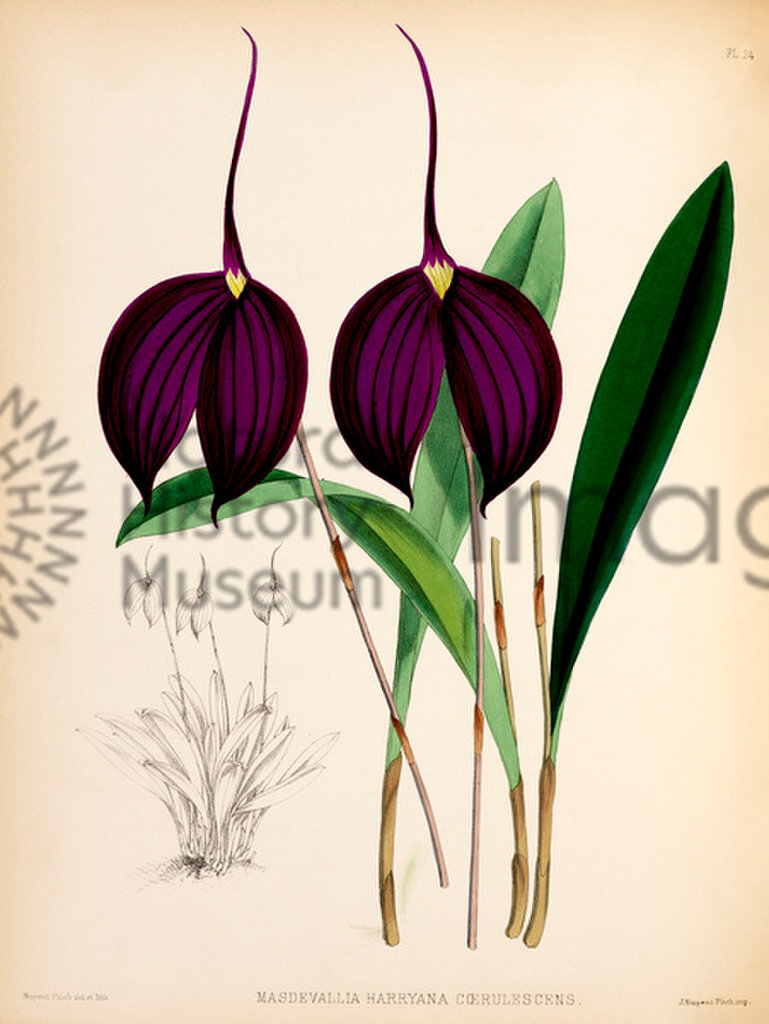 Plate 24
Coloured figures and descriptions of new, rare, and beautiful Orchidaceous Plants
Volume I
Robert Warner, Benjamin Samuel Williams and Thomas Moore
1882