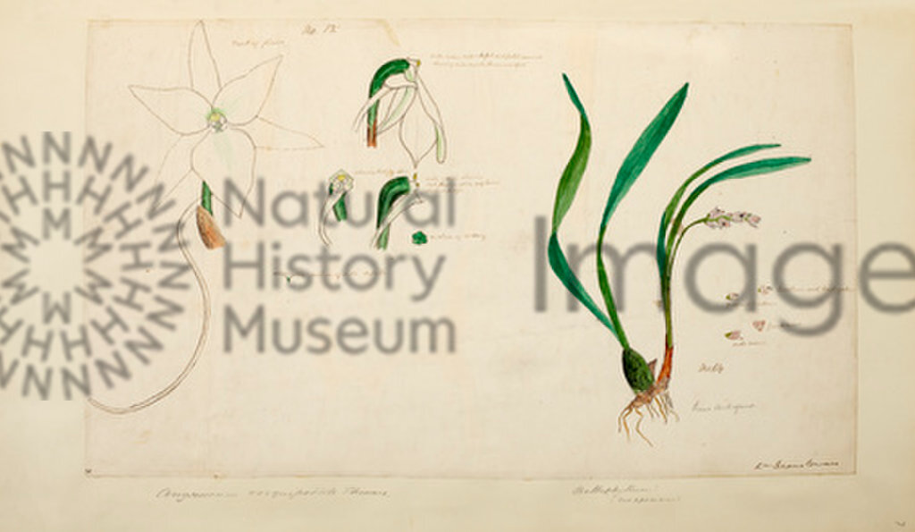 Drawings of Madagascar Orchids
Rev. Dean Cowan
1880