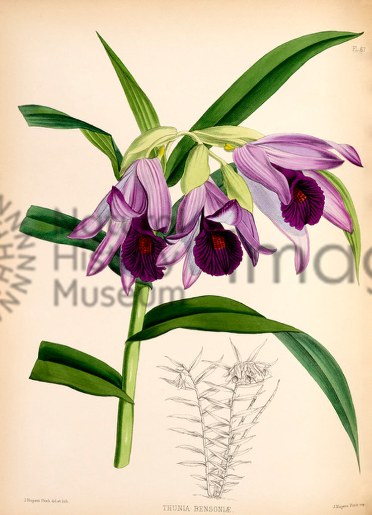 Plate 67
The Orchid Album
Coloured figures and descriptions of new, rare, and beautiful Orchidaceous Plants
Volume II
Robert Warner, Benjamin Samuel Williams and Thomas Moore
1883