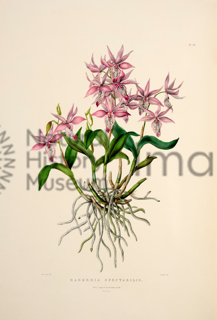Plate 33
The Orchidaceae of Mexico and Guataemala
James Bateman