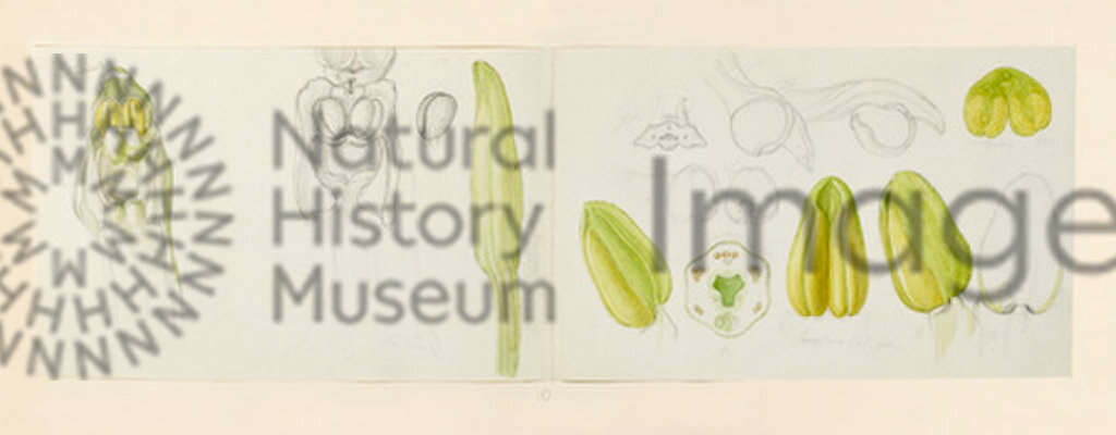 Plate 8
An Orchid Illustration
Orchideae 1
Franz Bauer
1792-1817