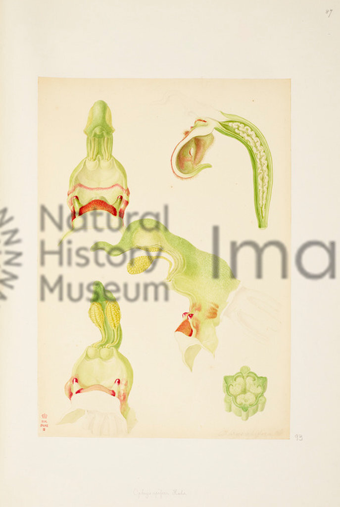 Plate 87
British Orchids
An Orchid Illustration
Franz Bauer
1792-1817