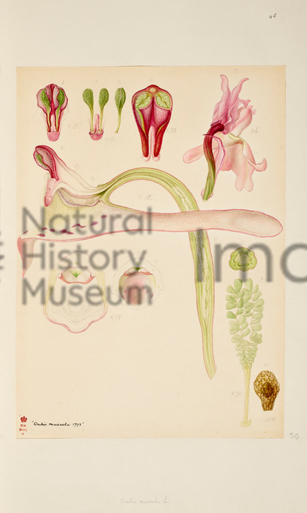 Plate 45
British Orchids
An Orchid Illustration
Franz Bauer
1792-1817
