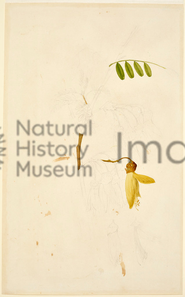 A unfinished watercolour of a specimen collected in New Zealand during the Endeavour voyage 
Sydney Parkinson