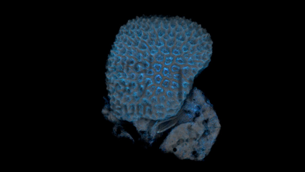 A Micro-CT scan of a stony, reef-building coral (Coelastrea aspera)