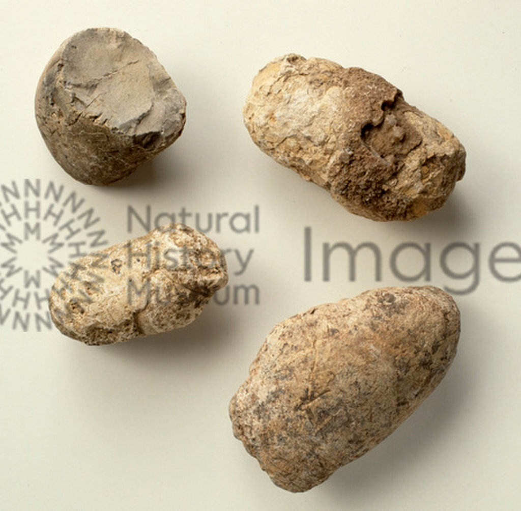 Fossilised faecal droppings of a dinosaur (probably Titanosaurus) with plant debris on the surface. From the Upper Cretaceous of India.