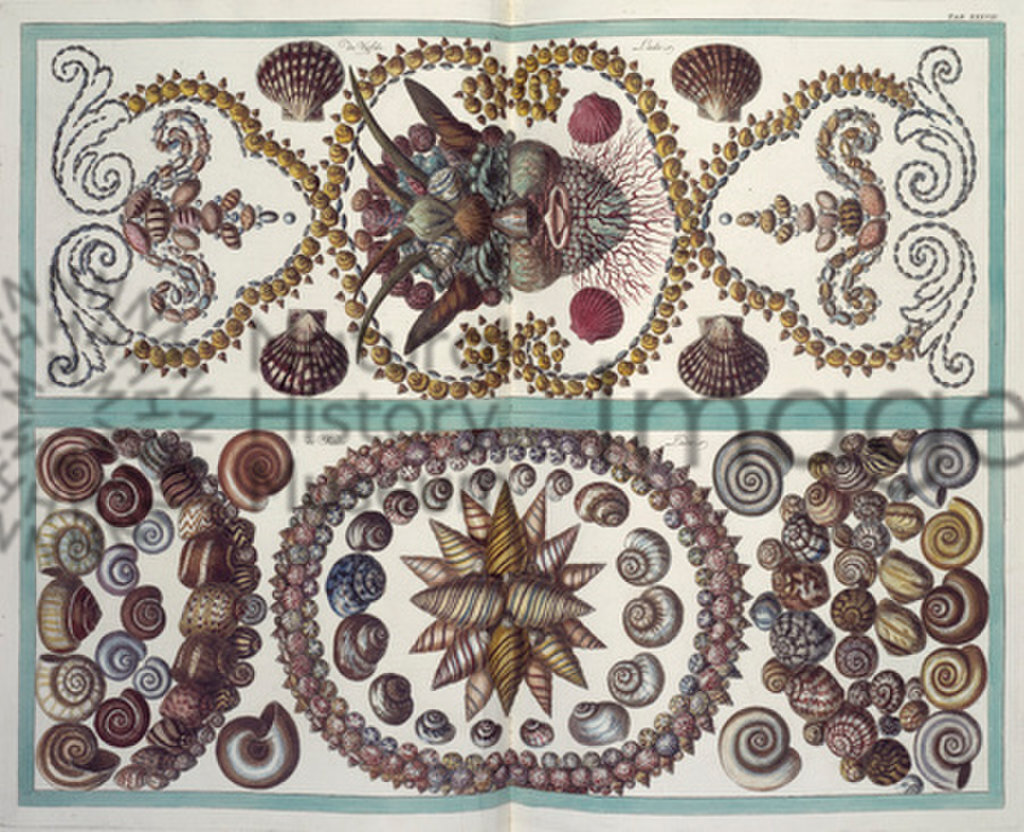 Illustration from A Seba's Locupletissimi rerum naturalium thesauri accurata descripttio, Vol 3,1758. This plate shows the way Seba displayed the specimens in the drawers of his shell cabinet.
