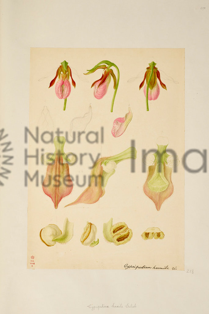 Plate 298
An Orchid Illustration
Orchideae 2
Franz Bauer
1792-1817
