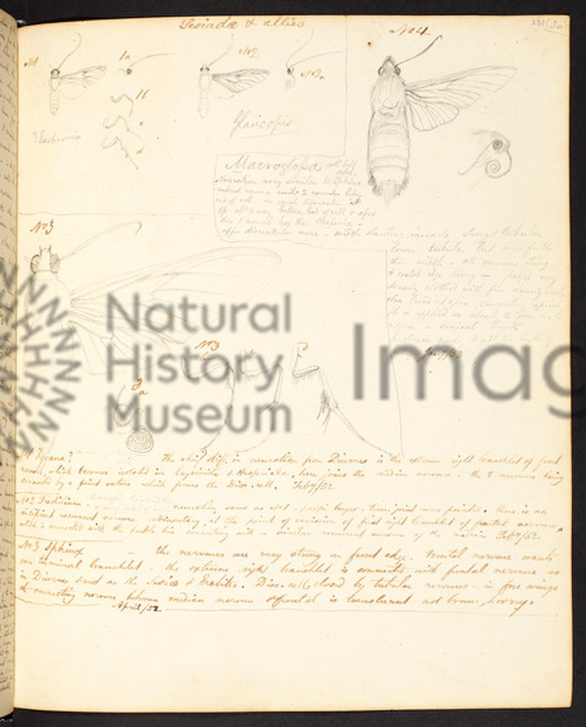 The Amazon Expedition of Henry Walter Bates