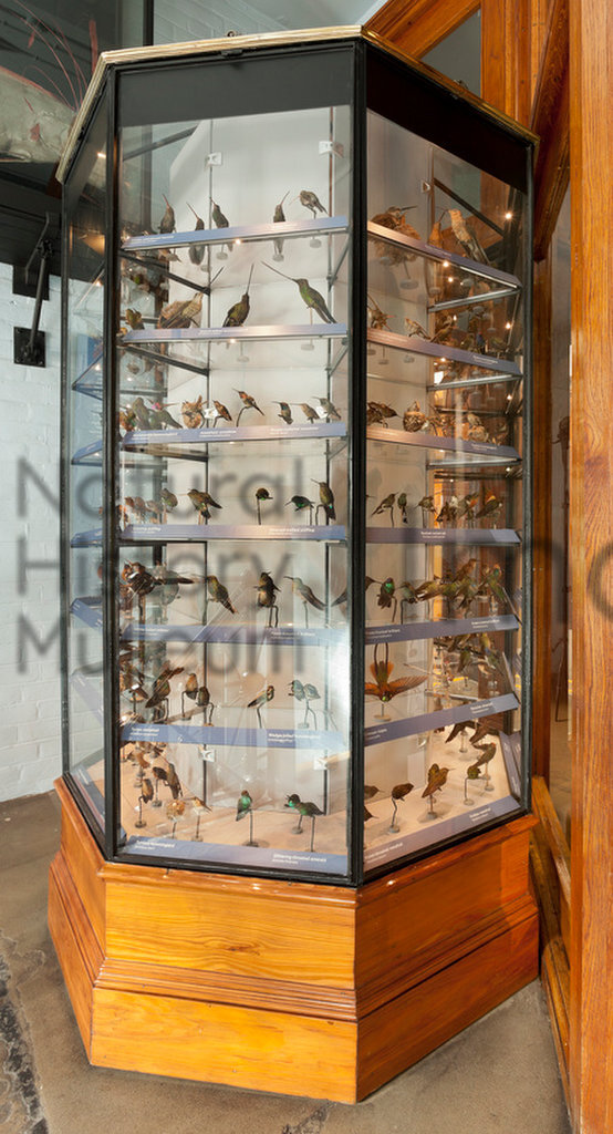 Tring humming bird case refurbished