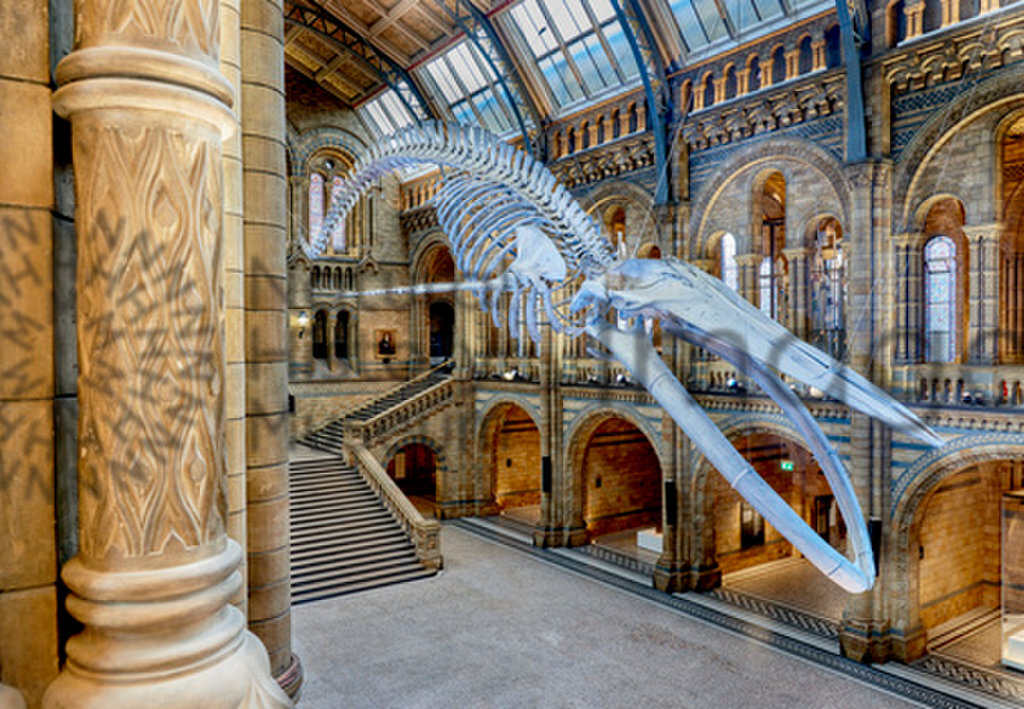 Hintze Hall Blue Whale - 12 Sept 2017