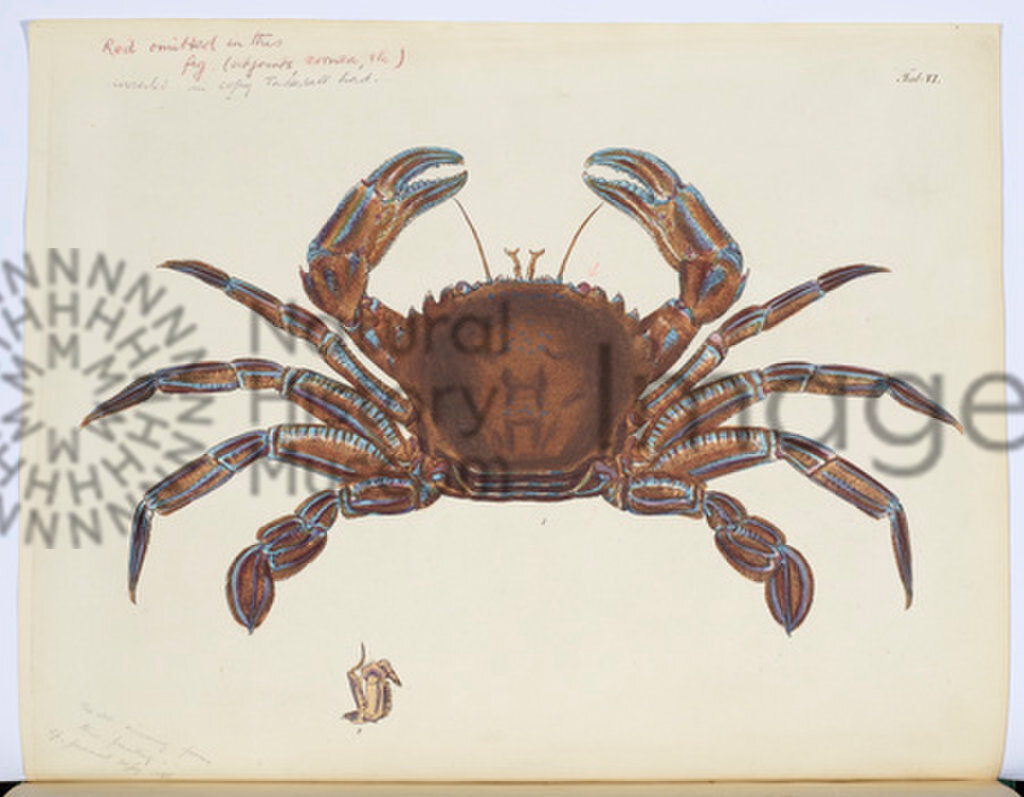 Plate VI, Portunus puber by James Sowerby from Leach (1816) Malacostraca Podophthalmata Britanniæ