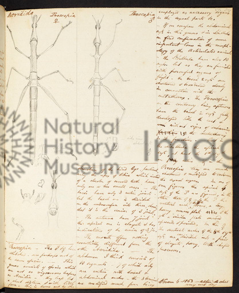 The Amazon Expedition of Henry Walter Bates
