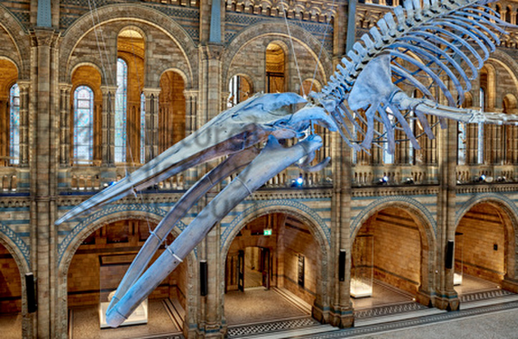Hintze Hall Blue Whale - 12 Sept 2017