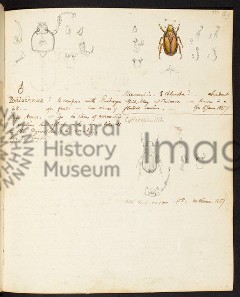 The Amazon Expedition of Henry Walter Bates