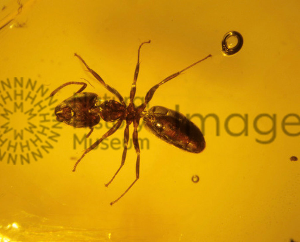 An ant preserved in Baltic amber. This specimen dates from the Upper Eocene period, 56-34 million years ago.