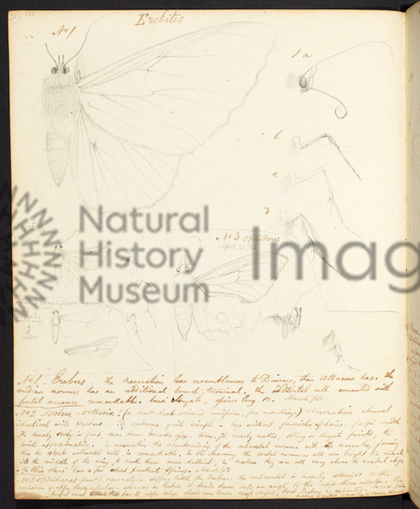 The Amazon Expedition of Henry Walter Bates