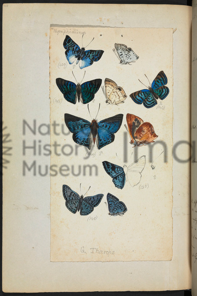 Henry Bates Journal